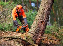 Best Commercial Tree Services  in Tucson Estates, AZ