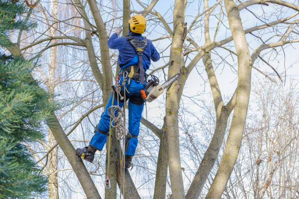 How Our Tree Care Process Works  in  Tucson Estates, AZ