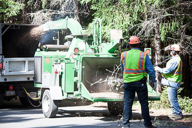 Best Stump Grinding and Removal  in Tucson Estates, AZ